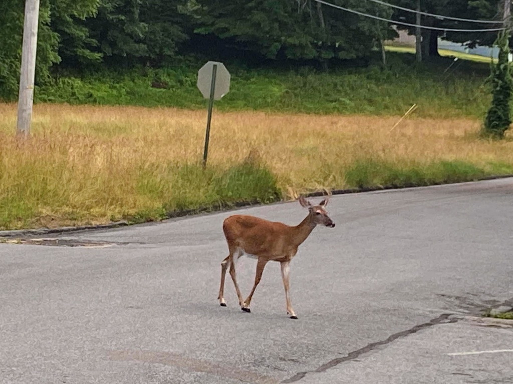 Momma Deer says hi